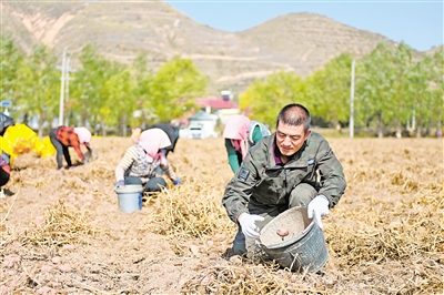 11月2日，農(nóng)民在西吉縣馬蓮鄉(xiāng)張堡塬村田間收獲馬鈴薯。
    時(shí)下正值馬鈴薯收獲季節(jié)，固原市西吉縣的田間地頭呈現(xiàn)一派繁忙的收獲景象。
    馬鈴薯是西吉縣的特色產(chǎn)業(yè)。近年來(lái)，西吉縣已經(jīng)形
    成了集生產(chǎn)、加工、銷售于一體的馬鈴薯全產(chǎn)業(yè)鏈發(fā)展模式。
    新華社記者 
    毛竹 攝