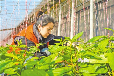 馬嘉欣通過實地調(diào)研，了解村民在農(nóng)業(yè)生產(chǎn)中遇到的困難和問題，并積極尋求解決方案。