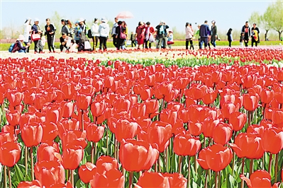     紅色——銀川花博園里盛開的郁金香紅似火焰。寧夏把良好生態(tài)環(huán)境作為最普惠的民生福祉，還百姓綠水青山，不斷滿足人民日益增長的優(yōu)美生態(tài)環(huán)境需要。                 本報(bào)記者 馬楠 攝